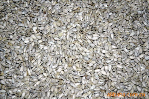 跨界創新 廉江市安鋪駿馬食品廠的“土工布”探索