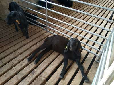 蕪湖努比亞黑山羊 家畜飼養(yǎng)的技術(shù)與實踐