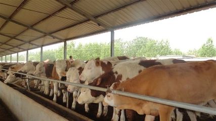 寧南山區(qū)肉牛產(chǎn)業(yè)發(fā)展問題研究