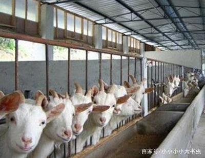 農(nóng)村飼養(yǎng)中畜牧傳染病的及時發(fā)現(xiàn)與預(yù)防