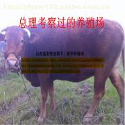 山西臨汾地區(qū)養(yǎng)殖肉驢的可行性分析與建議