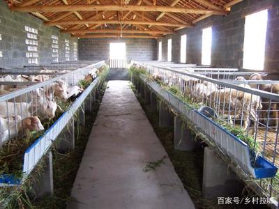 農(nóng)村俗語“家有萬貫，帶毛的不算”的含義與道理解析