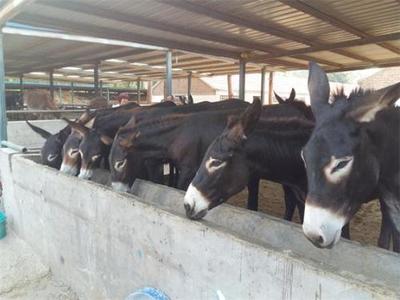 福建南平西門(mén)塔爾牛養(yǎng)殖基地推薦與肉類供應(yīng)