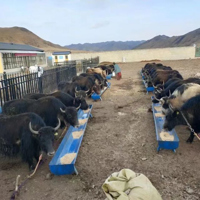 甘南 牦牛產(chǎn)業(yè)高質(zhì)量發(fā)展，唱響鄉(xiāng)村振興“牧歌”