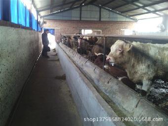 荊門(mén)肉牛養(yǎng)殖 技術(shù)與市場(chǎng)前景分析