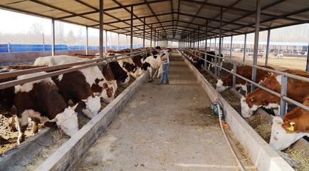 養(yǎng)殖牛羊增收快，小康路上唱?dú)g歌