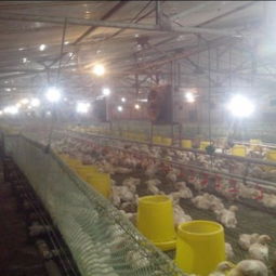 寧津振華溫控設(shè)備廠 供應(yīng)耐用的養(yǎng)殖水暖鍋爐，助力家畜飼養(yǎng)高效發(fā)展