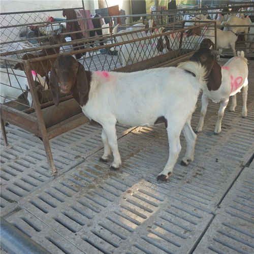 農(nóng)作物秸稈養(yǎng)殖波爾山羊技術(shù) 快速生長(zhǎng)、繁殖高效、品種優(yōu)質(zhì)、價(jià)格實(shí)惠、效益顯著