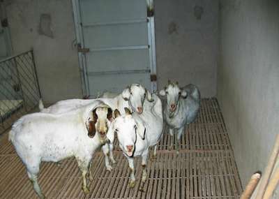 探索養(yǎng)殖 從概念到實(shí)踐的家畜飼養(yǎng)