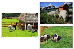 6.18比墾丁更美 歐式牧場里，體驗(yàn)大連版《向往的生活》與家畜飼養(yǎng)之樂