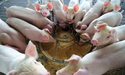 從荒野到家園 動物馴服與家畜飼養(yǎng)的演變