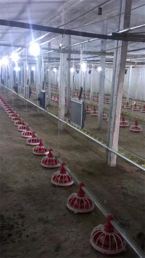 全自動鍋爐在華信養(yǎng)殖設(shè)備中的革新應(yīng)用 提升豬舍養(yǎng)殖與家畜飼養(yǎng)效率